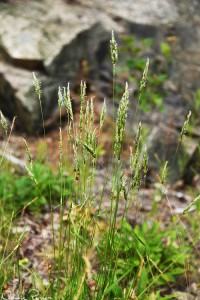 Vårbrodd (sweet vernal grass, Anthoxanthum odoratum).