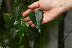 Björkblad (gray birch, Betula populifolia). Pappas hand för storleksjämförelse.