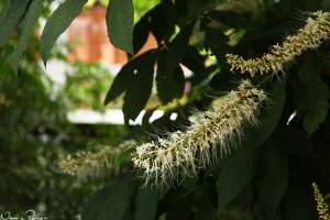 Kastanj (bottlebrush buckeye, Aesculus parviflora). Kolla ståndarna!