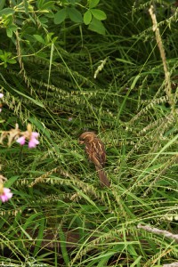 En gråsparv (house sparrow, Passer domesticus) bland ett av de coolaste gräsen jag sett (sideoats grama, Bouteloua curtipendula).