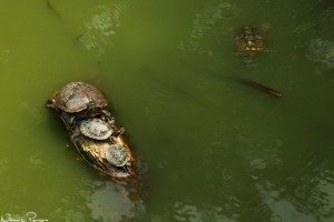 Rödörade vattensköldpaddor (red ear slider, Trachemys scripta elegans).