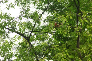 En honlig röd kardinal (Northern cardinal, Cardinalis cardinalis).