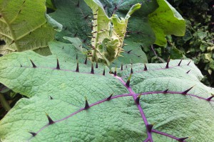 Punkrabarber, eller naranjilla (naranjilla, Solanum quitoense).