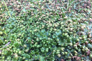 Marchantia.