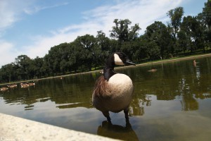 Kanadagås (Canada goose, Branta canadensis).