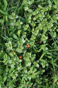 Rödmire (scarlet pimpernel, Anagallis arvensis).