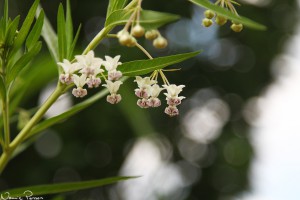 Ballongbuske (balloonplant, Gomphocarpus physocarpus).