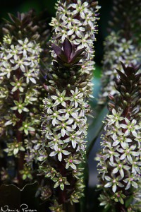 Tofslilja (pine apple lily, Eucomis sp.)