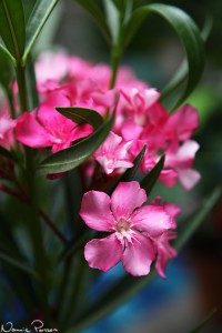 Oleander (oleander, Nerium oleander).