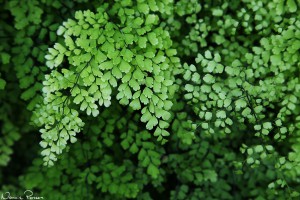 Venushår (maidenhair fern, Adiantum raddianum).