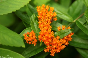 Blomfluga på sidenört (butterfly milkweed, Asclepias tuberosa).