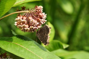 En sorgmantel (mourning cloak, Nymphalis antiopa) på en sidenört (common milkweed, Asclepias syriaca).