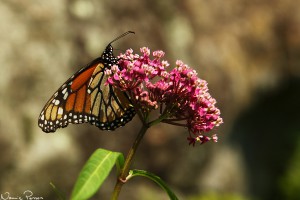 Monark (monarch butterfly, Danaus plexippus) på sidenört (pink milkweed, Asclepias incarnata).