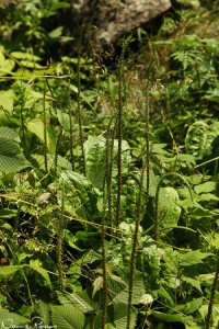 Enorma groblad (borad-leaf plantain, Plantago major).