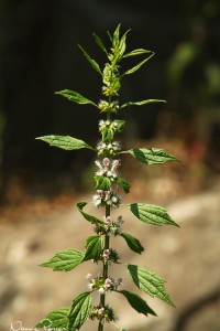 Hjärtstilla (motherwort, Leonurus cardiaca).