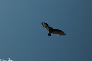 Kalkongam (turkey vulture, Cathartes aura).