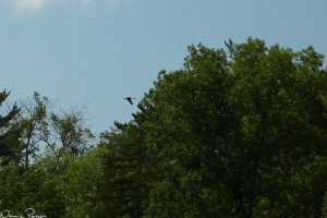 Prärietrana (sandhill crane, Grus canadensis).