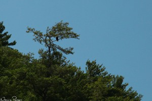 Vithövdad havsörn (bald eagle, Haliaeetus leucocephalus).