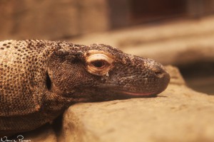 Komodovaran.