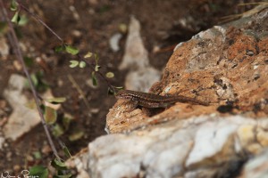 Sagebush lizard, gissar jag på (Sceloporus graciosus).