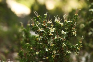 En rosväxt (cliff rose, Purshia stansburiana).