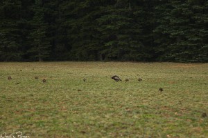 Kalkon (wild turkey, Meleagris gallopavo).