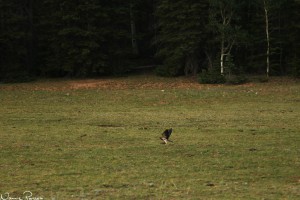 Prärievråk (Swainsons hawk, Buteo swainsoni).