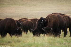 Bisonoxar (bison, Bison bison).