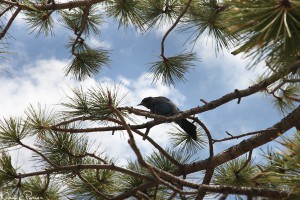 Stellerskrika (Steller’s jay, Cyanocitta stelleri).