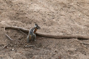 Jordekorre (uinta chipmunk, Tamias umbrinus). 