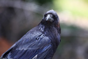 Korp (common raven, Corvus corax).