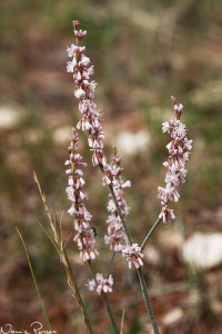 Pipafodill (onion weed, Asphodelus fistulosus).