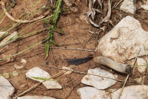 Gräshoppa (crackling forest grasshopper, Trimerotropis verraculata).