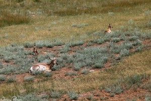 Gaffelantiloper (pronghorn, Antilocapra americana).