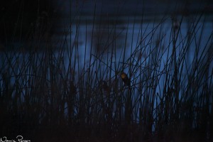 Gulhuvad trupialhane (yellow-headed blackbird, Xanthocephalus xanthocephalus).