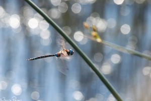 Mosaiktrollslända, hane (blue-eyed darner, Aeschna multicolor).