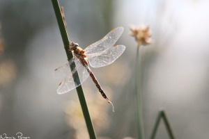 Mosaiktrollslända, hona (blue-eyed darner, Aeschna multicolor).