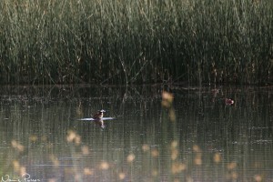 Amerikansk kopparand (ruddy duck, Oxyura jamaicensis).