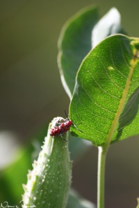 Långhorningar (red-femured milkweed borer, Tetraopes femoratus) på en sidenört (Asclepias sp.).