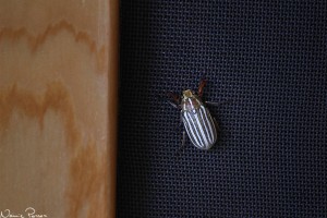 Bladhorning (ten-line june beetle, Polyphylla decemlineata).