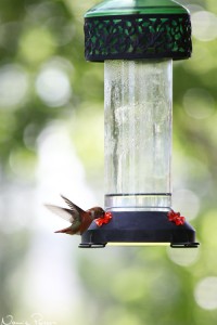 Rostkolibri (rufous hummingbird, Selasphorus rufus).