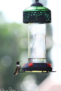 Svart-hakad kolibri (black-chinned hummingbird, Archilocus alexandri).