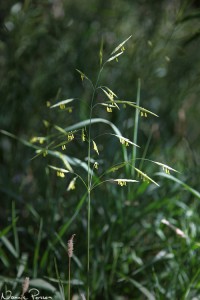 Foderlosta (smooth brome, Bromus inermis).