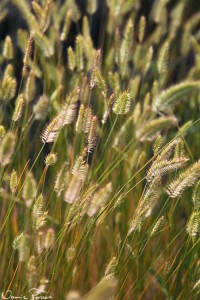Kamvete (crested wheat-grass, Agropyron cristatum).
