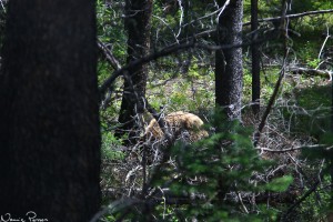 Världens sämsta bild på en grizzlybjörn (grizzly bear, Ursus arctos).