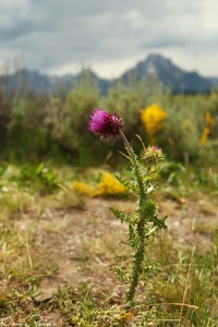 Nicktistel (musk thistle, Carduus nutans).