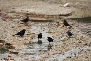 Prärietrupialer, hanar (Brewer’s blackbird, Euphagus cyanocephalus).