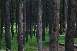 Wapitihjortar (elk, Cervus canadensis).