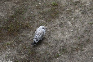 Ringnäbbad mås, juvenil (ring-billed gull, Larus delawarensis).