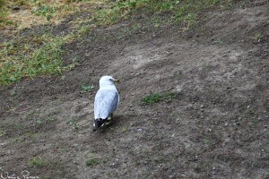 Ringnäbbad mås, adult (ring-billed gull, Larus delawarensis).